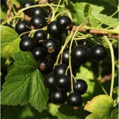 Ribes Ben Cannon (Blackcurrant)