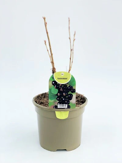 Ribes Ben Cannon (Blackcurrant) - Image 2