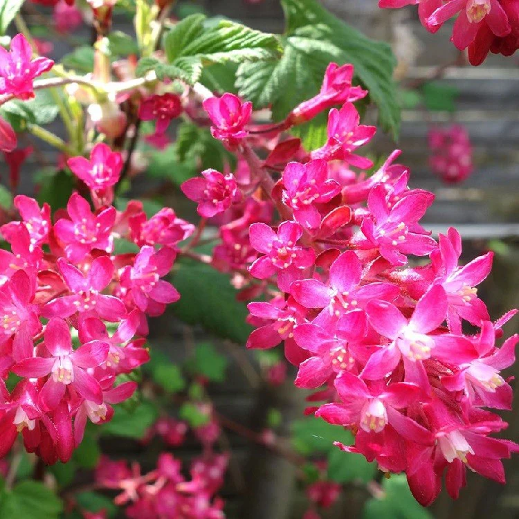 Ribes sang. Amore - Image 2