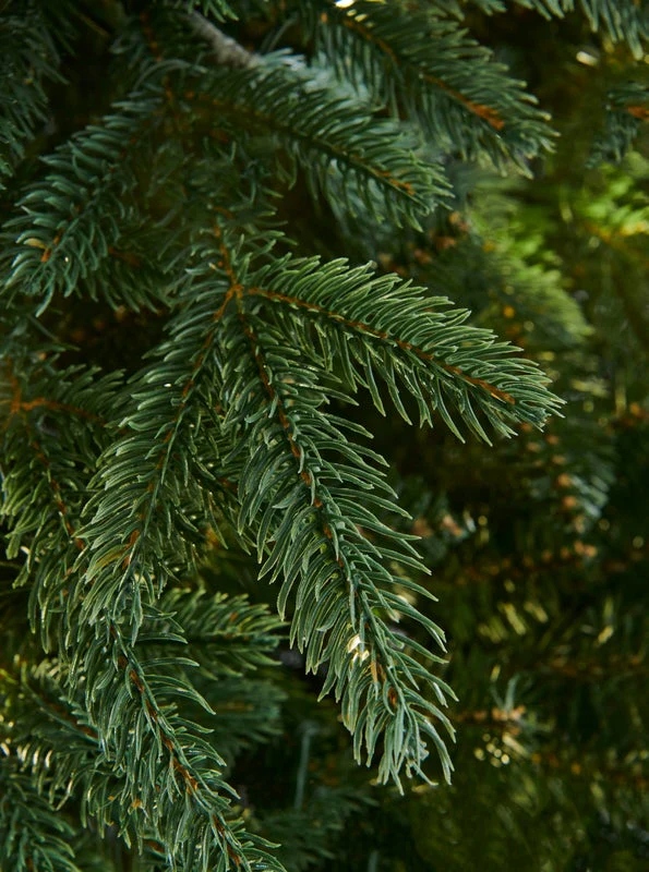 RIVINGTON FIR - 7.5ft Tree - Image 3