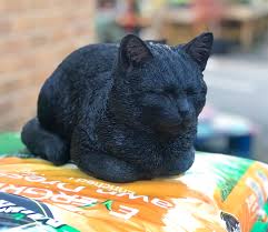 RL Dreaming Cat Black B