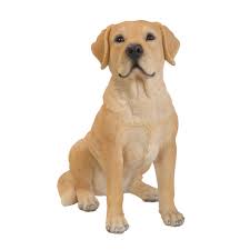 RL Golden Labrador D