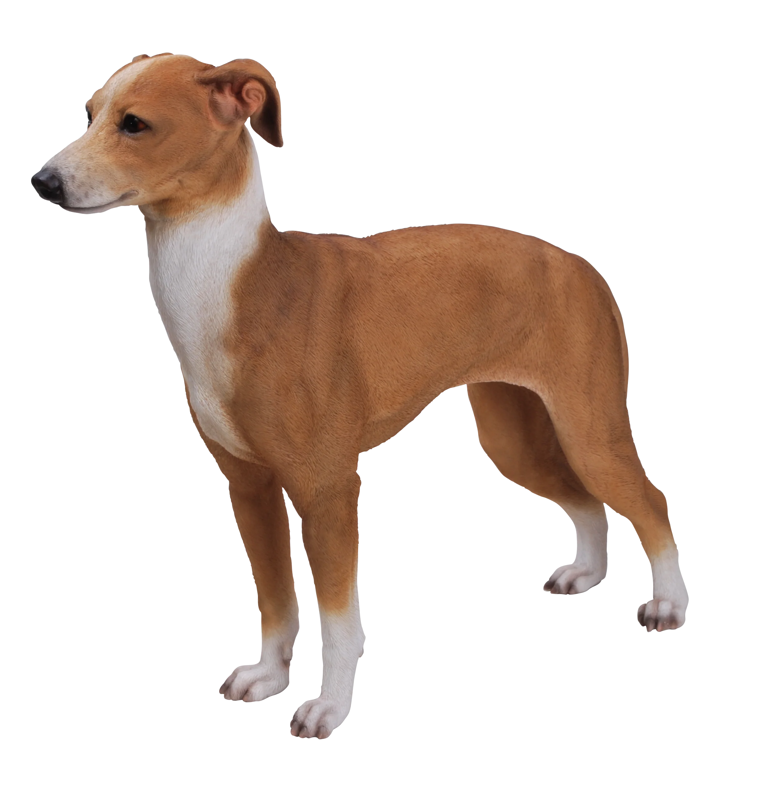 RL Greyhound B