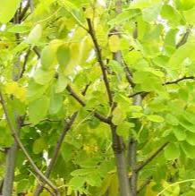 Robinia - Image 2