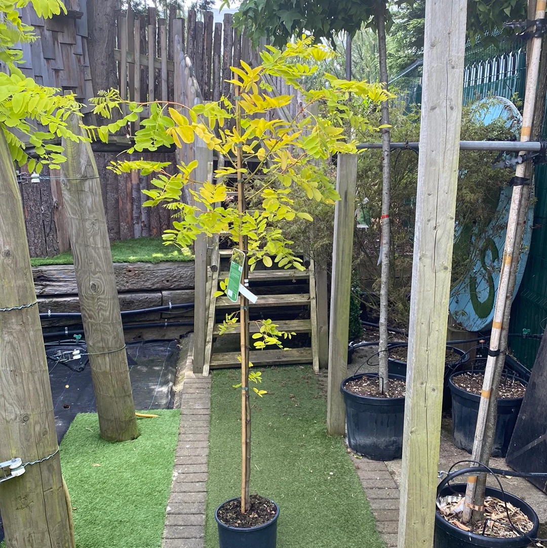 Robinia - Image 3