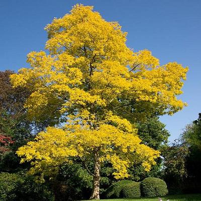 ROBINIA PSEUD. FRISIA CLT 18    CIRC. TR. 08 - 10 CM  1/2 STD