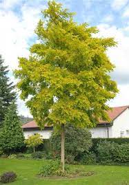 ROBINIA PSEUD. 'FRISIA' CLT 35 - Image 3