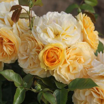 ROSA ABSOLUTELY FABULOUS - Image 2