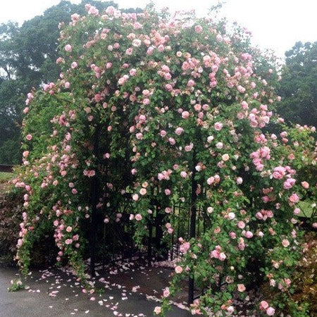 ROSA ALBERTINE