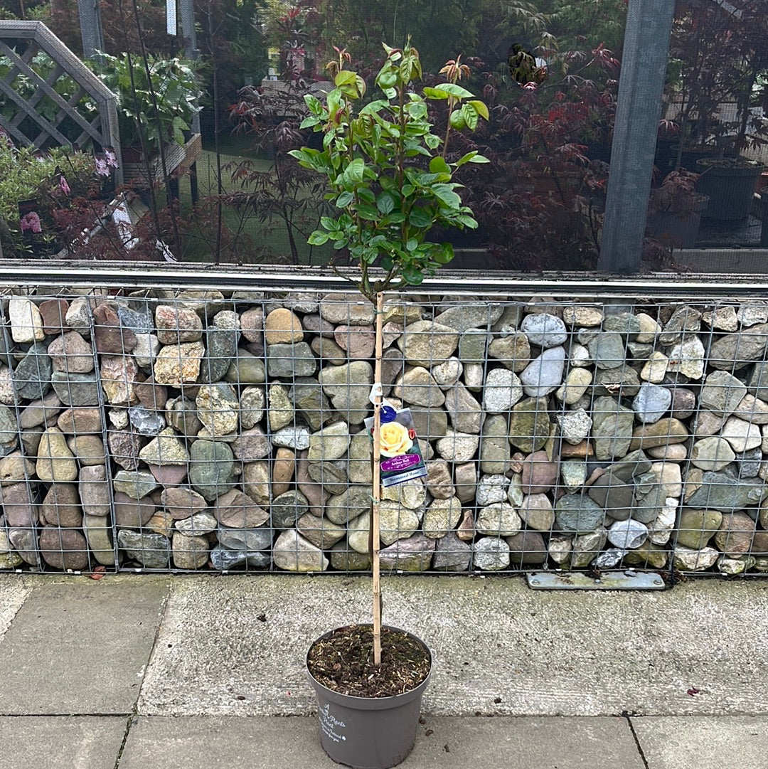 ROSA ARTHUR BELL Half Standard - Image 3