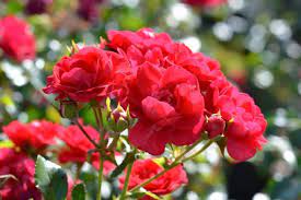 ROSA BALOU - Image 2