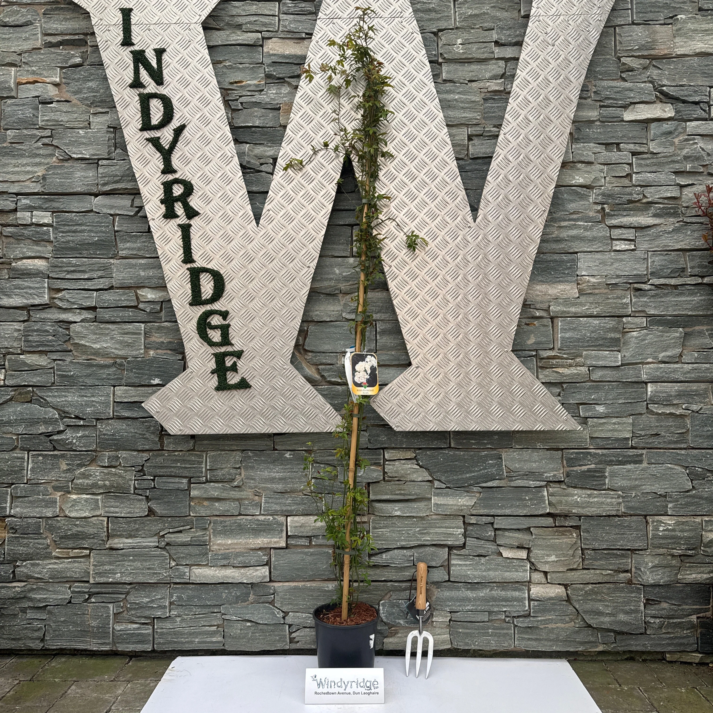 ROSA banksiae Alba - Image 2