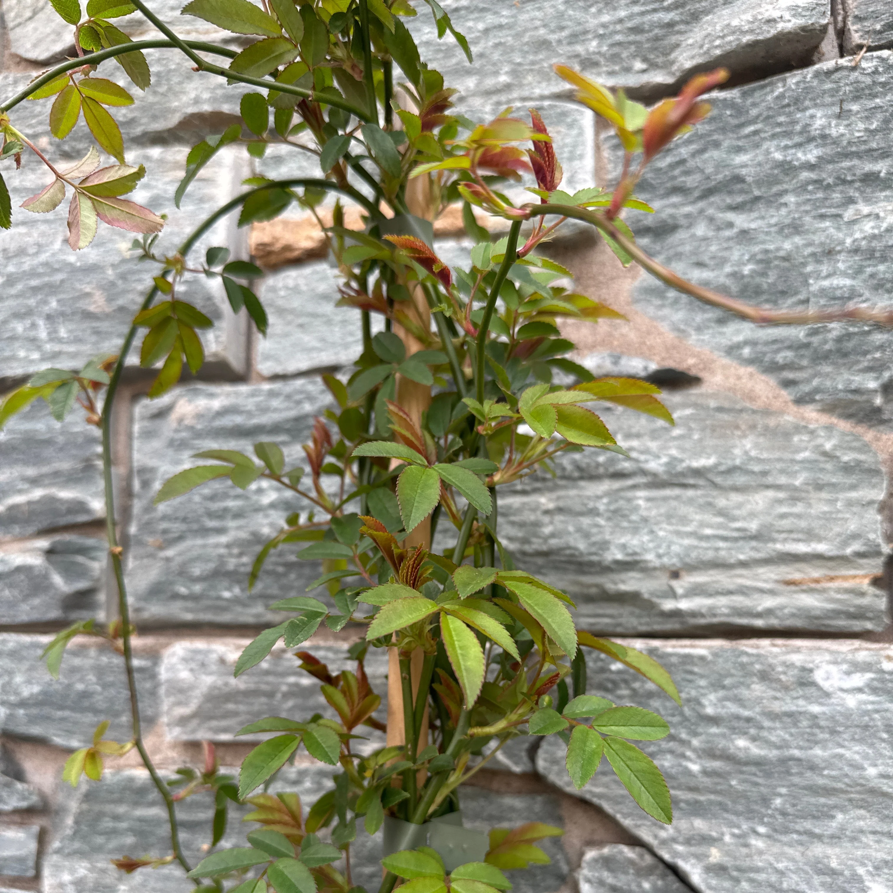 ROSA banksiae Alba - Image 3