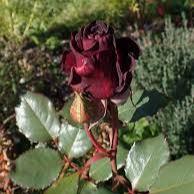 Rosa Black Baccara - Image 3
