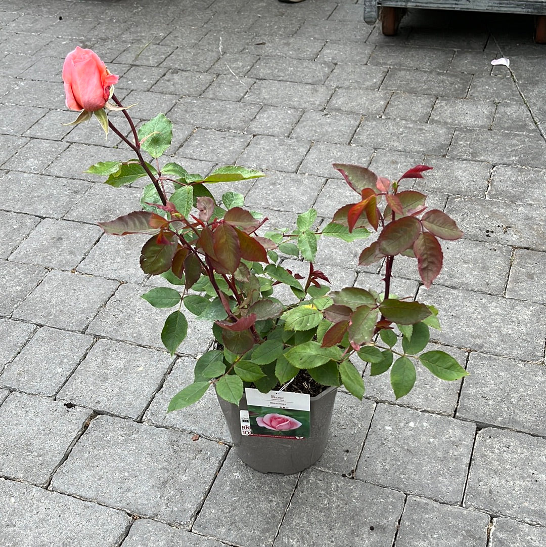 Rosa Blessings - Image 2