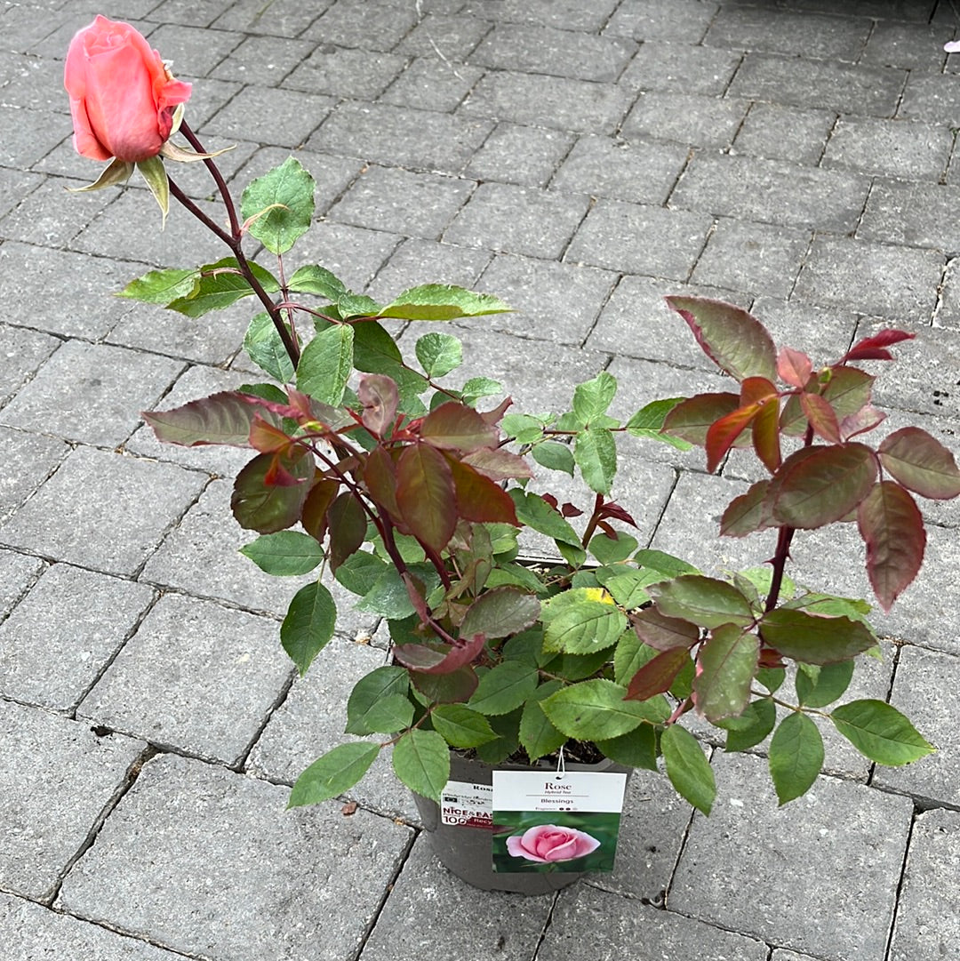 Rosa Blessings - Image 3