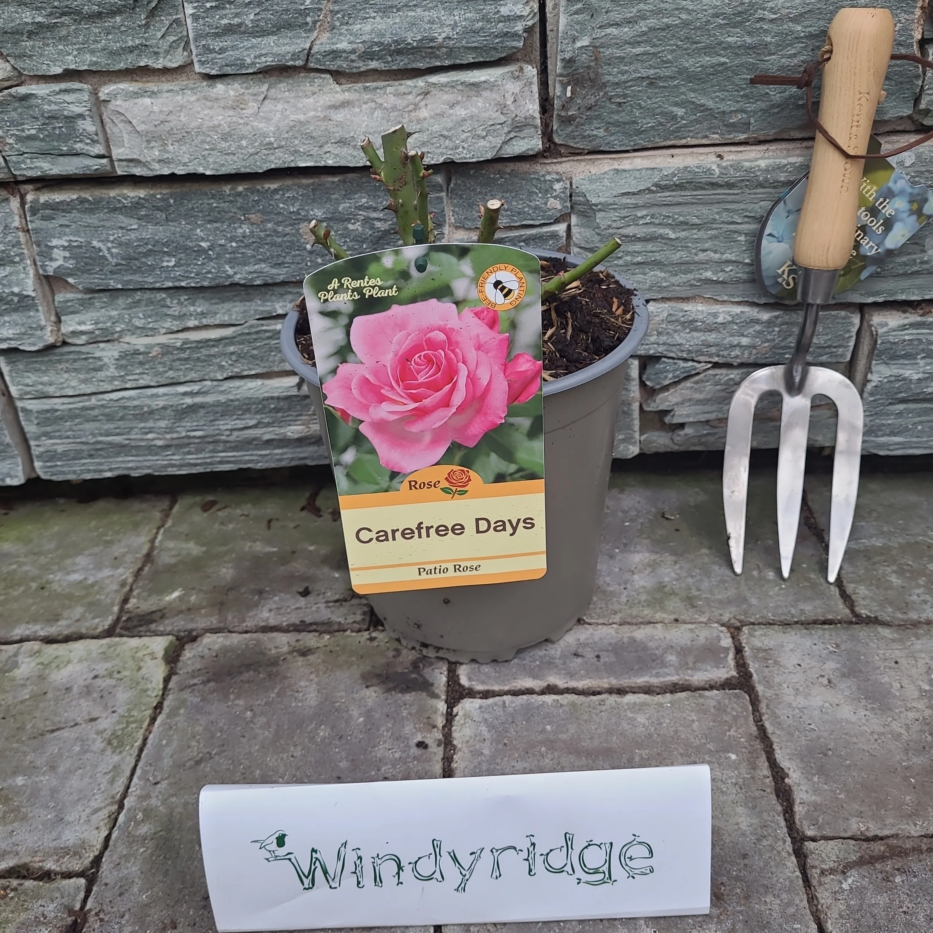ROSA CAREFREE DAYS - Image 2