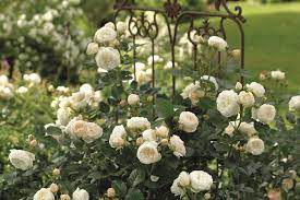 ROSA CHILD OF MINE Half Standard - Image 3