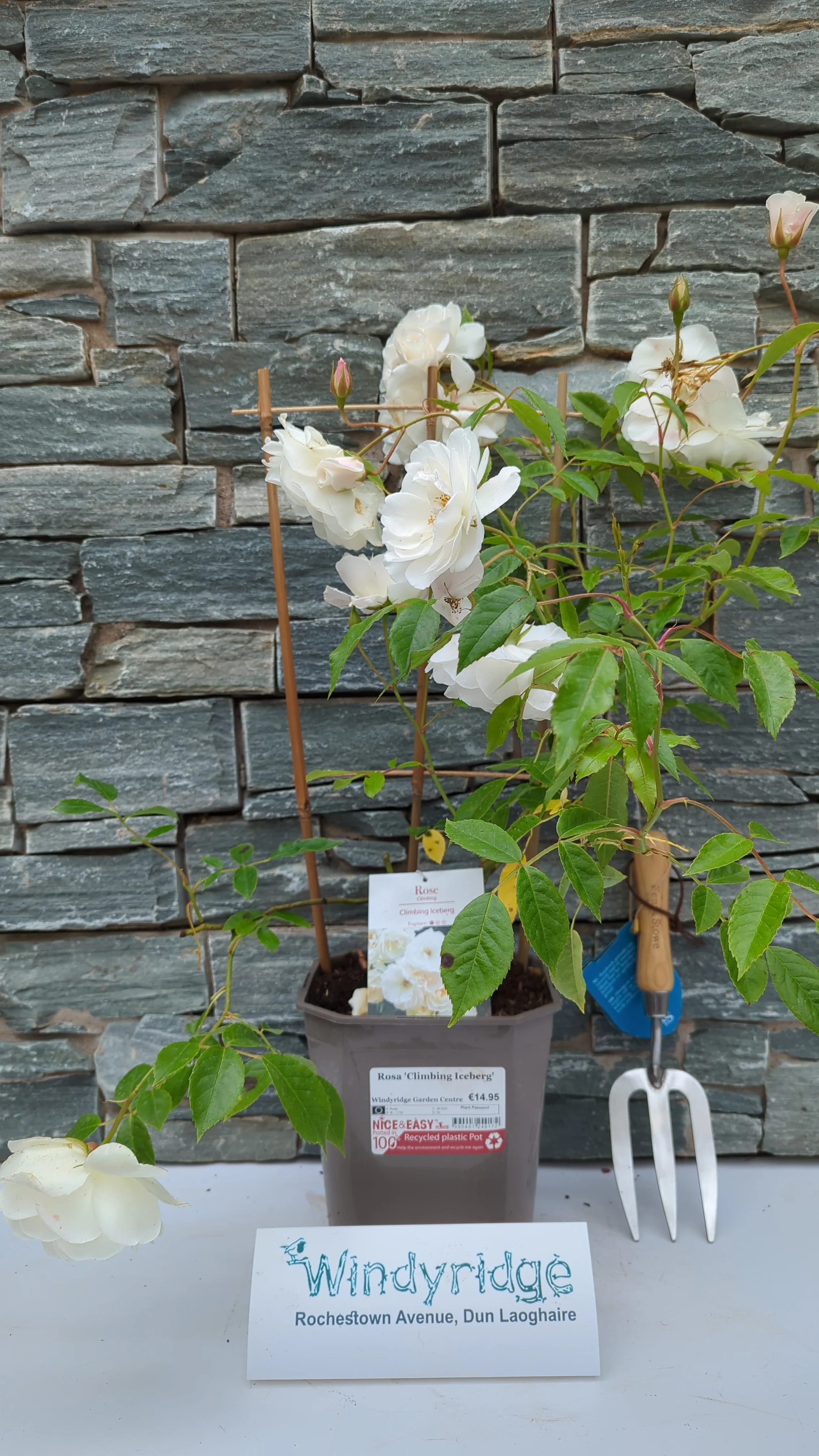 Rosa 'Climbing Iceberg' - Image 3