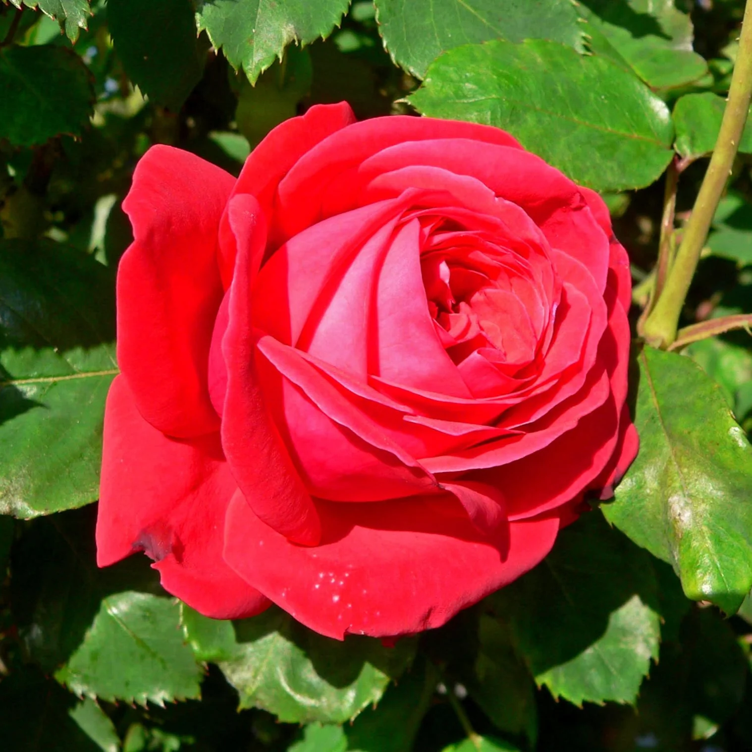 Rosa Dame de Coeur - Image 2