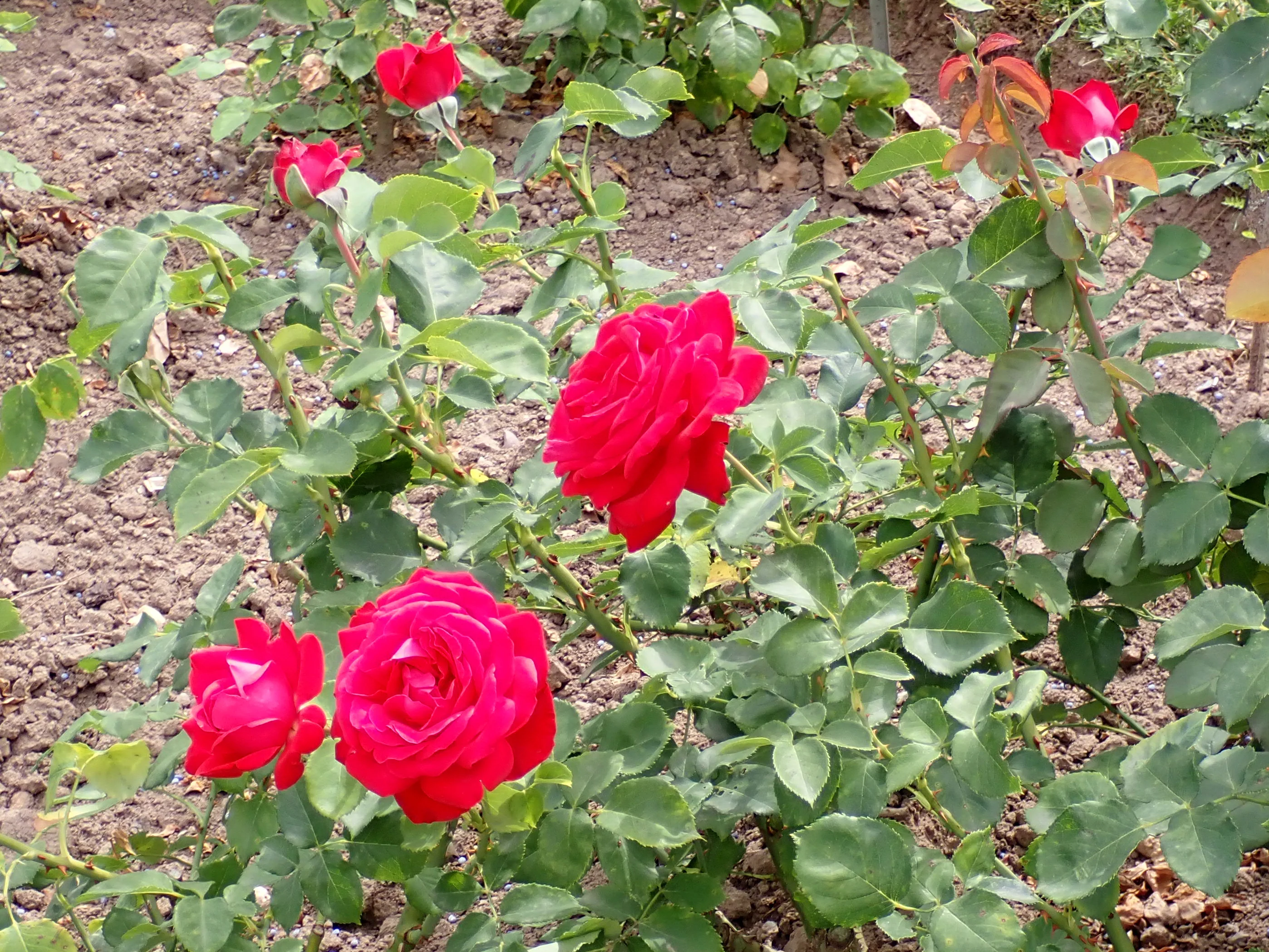 Rosa Dame de Coeur - Image 4