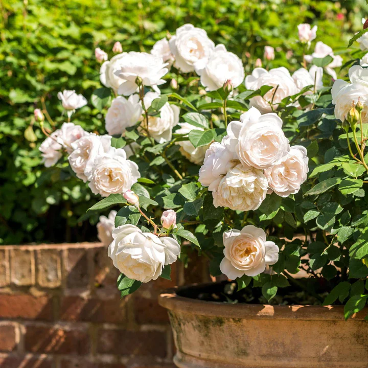 Rosa Desdemona