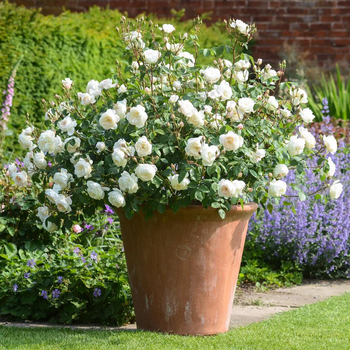 Rosa Desdemona - Image 4