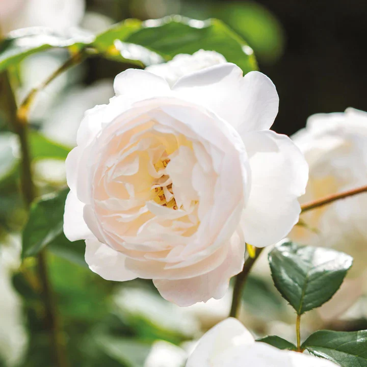 Rosa Desdemona - Image 5