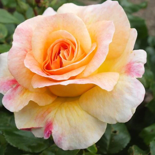 Rosa Designer Sunset