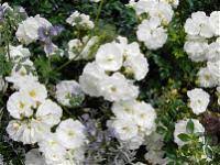 Rosa Diamant - Image 2
