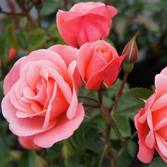 ROSA FASCINATION Half Standard