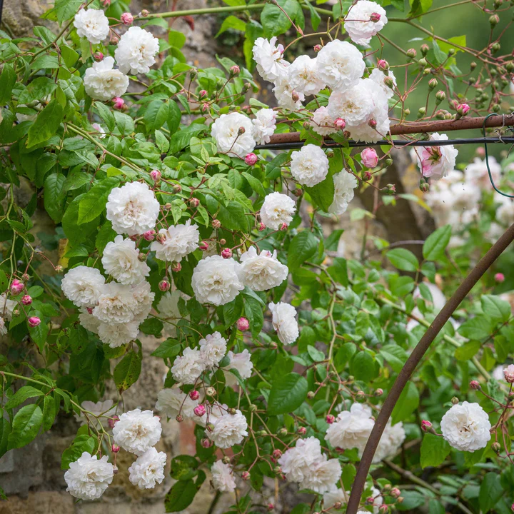 ROSA FELICITE ET PERPETUE - Image 3