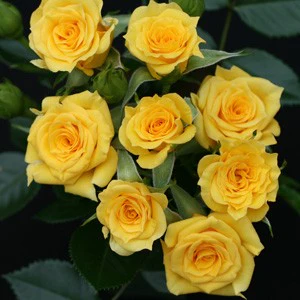 ROSA FLOWER POWER GOLD - Image 2