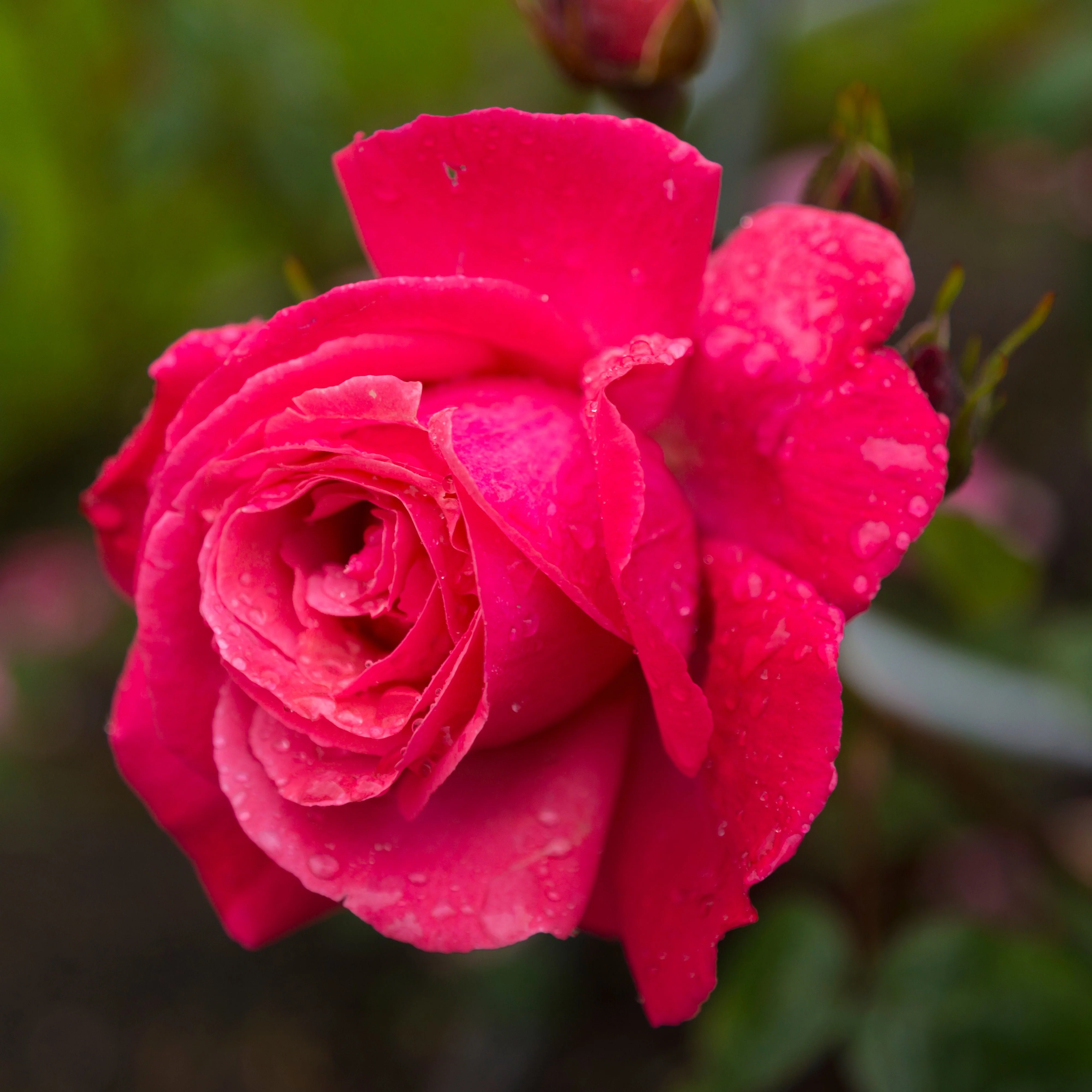 ROSA GALWAY BAY - Image 2
