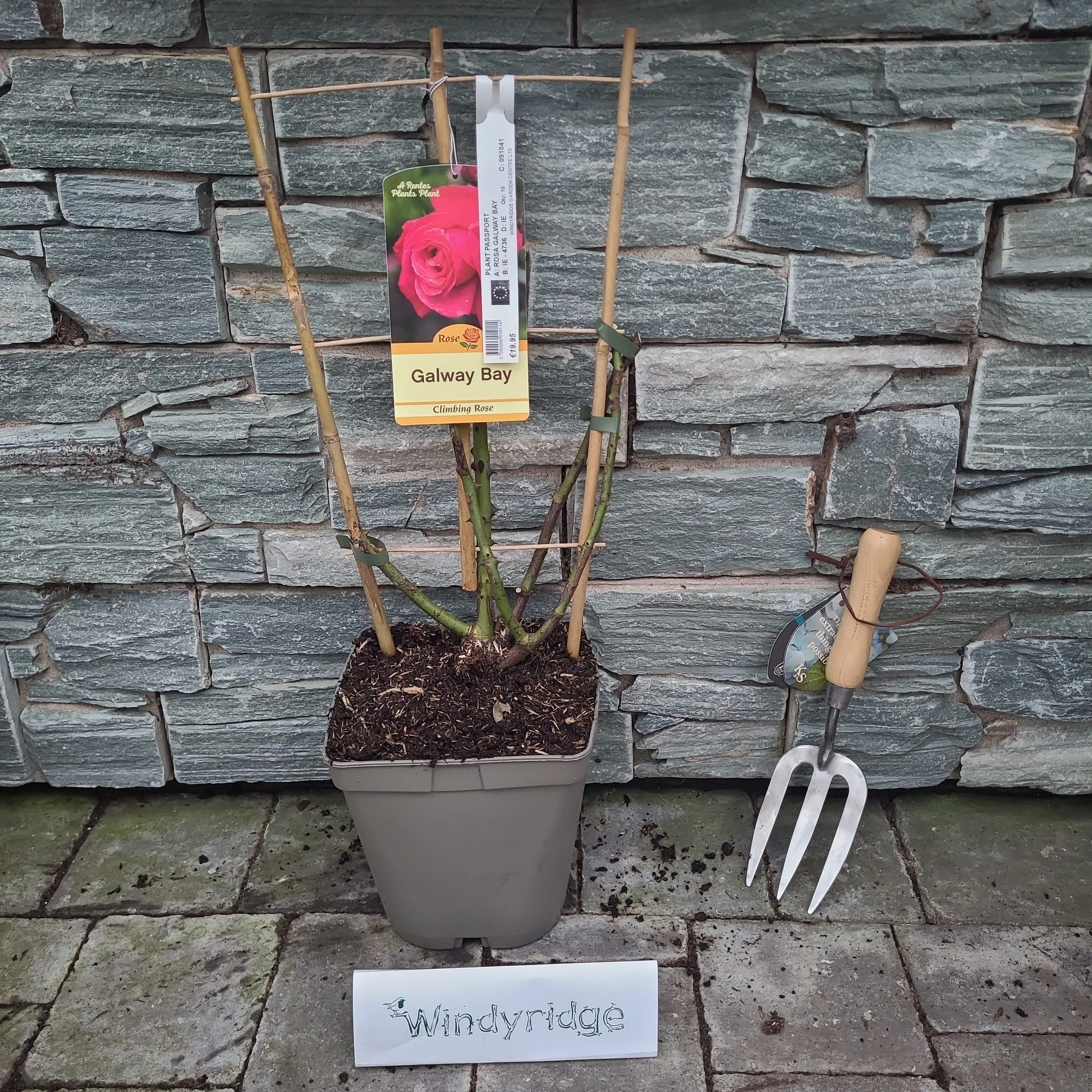 ROSA GALWAY BAY - Image 3