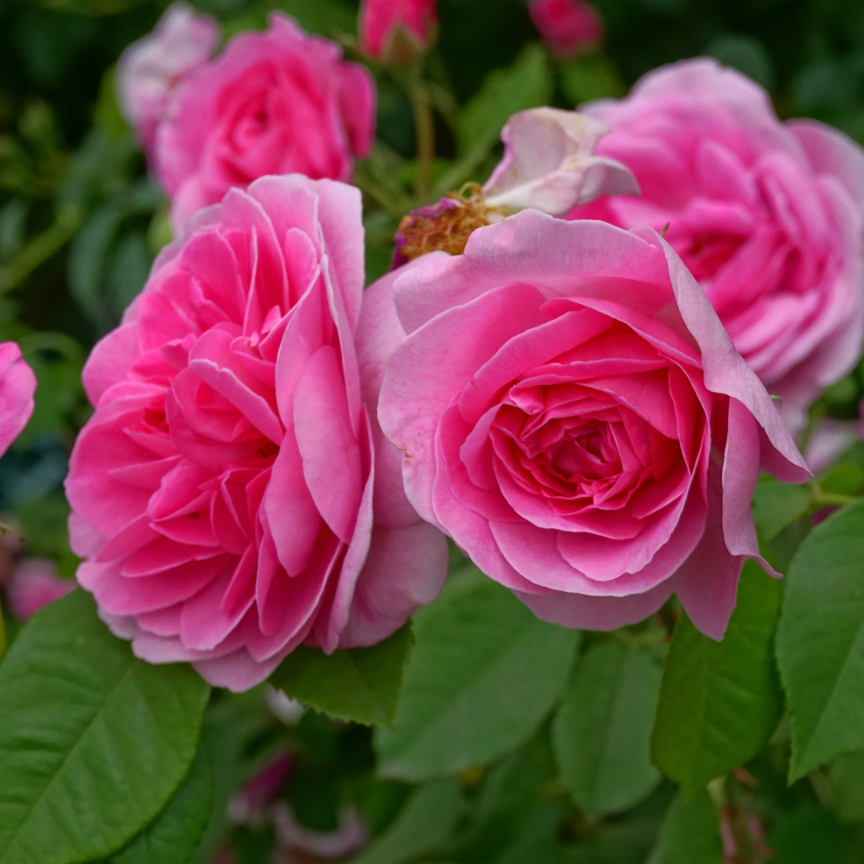 Rosa 'Gertrude Jekyll' - Image 2