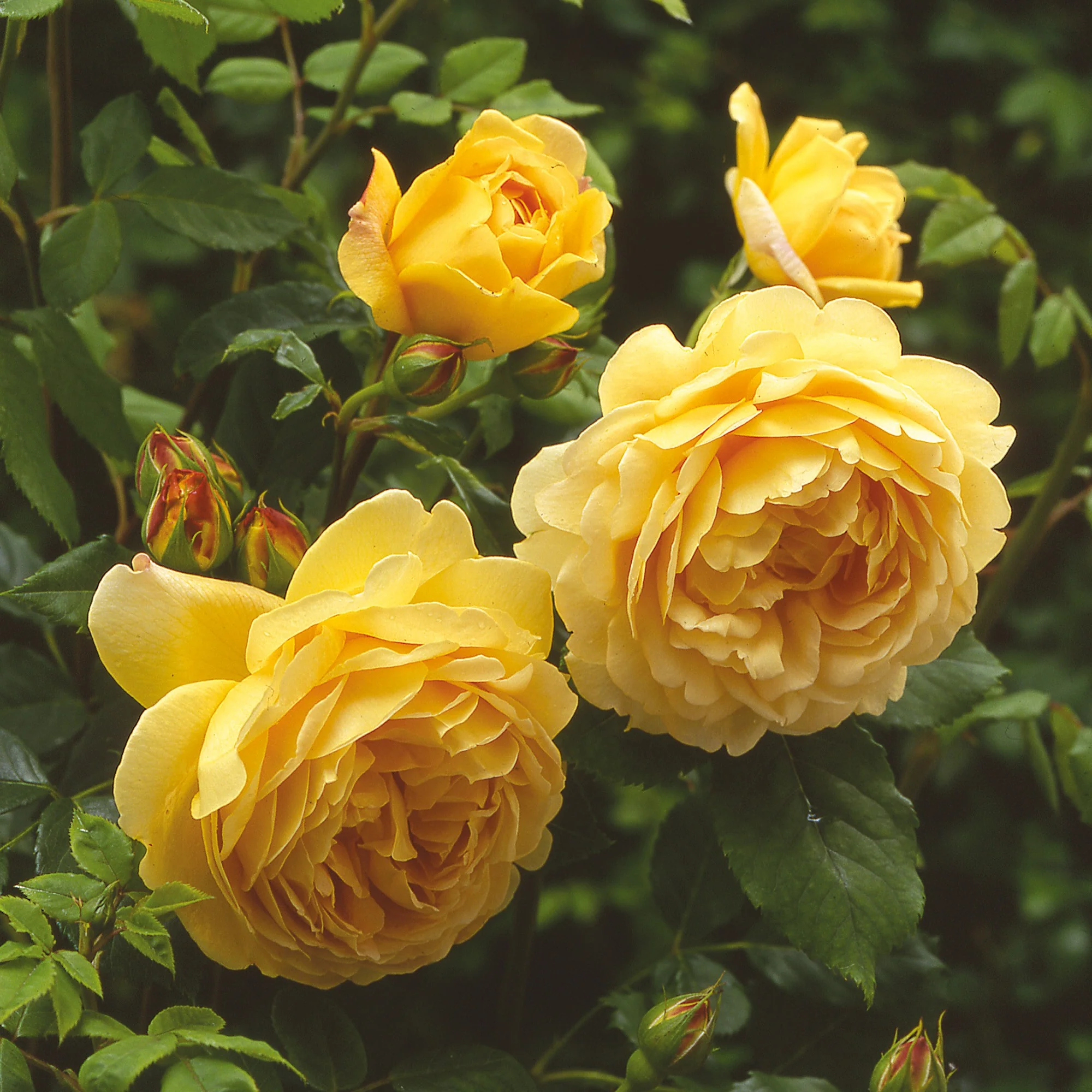 Rosa 'Golden Celebration' - Image 2