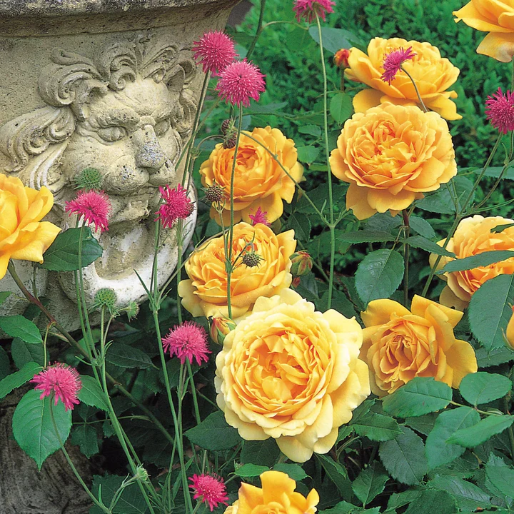 Rosa 'Golden Celebration' - Image 4