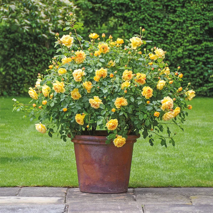 Rosa 'Golden Celebration' - Image 5