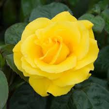 ROSA GOLDEN WEDDING - Image 2