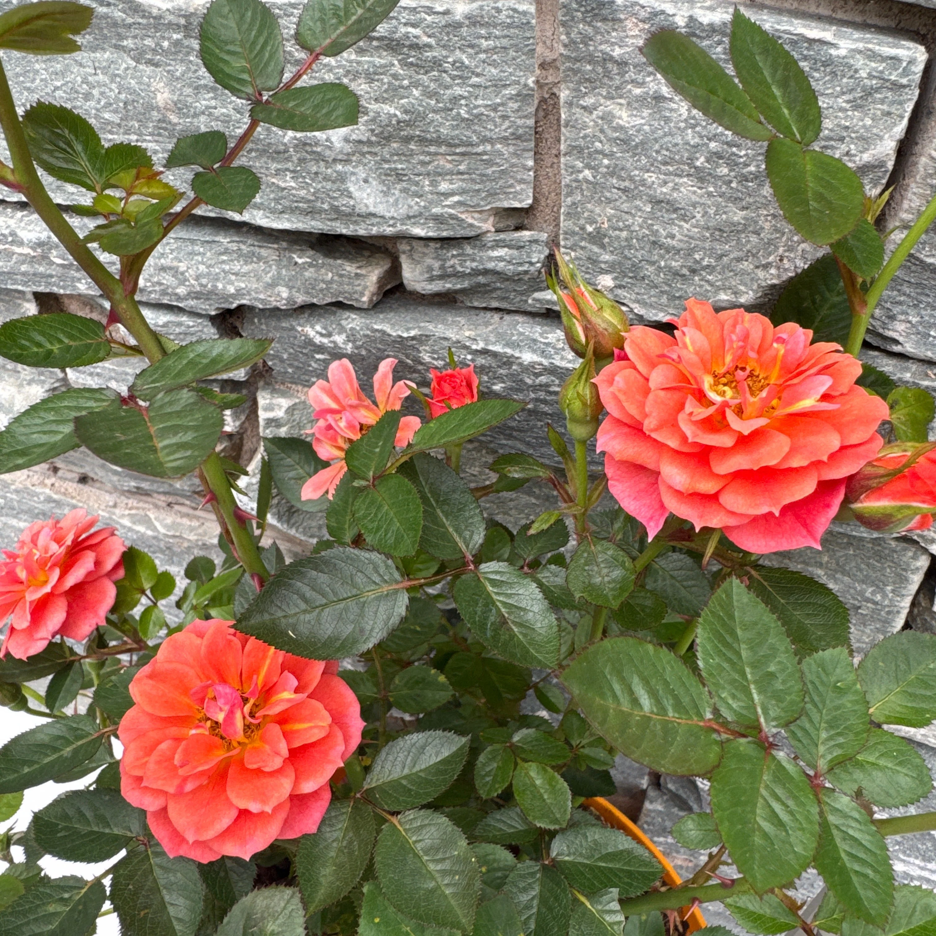 ROSA Graceful Cover