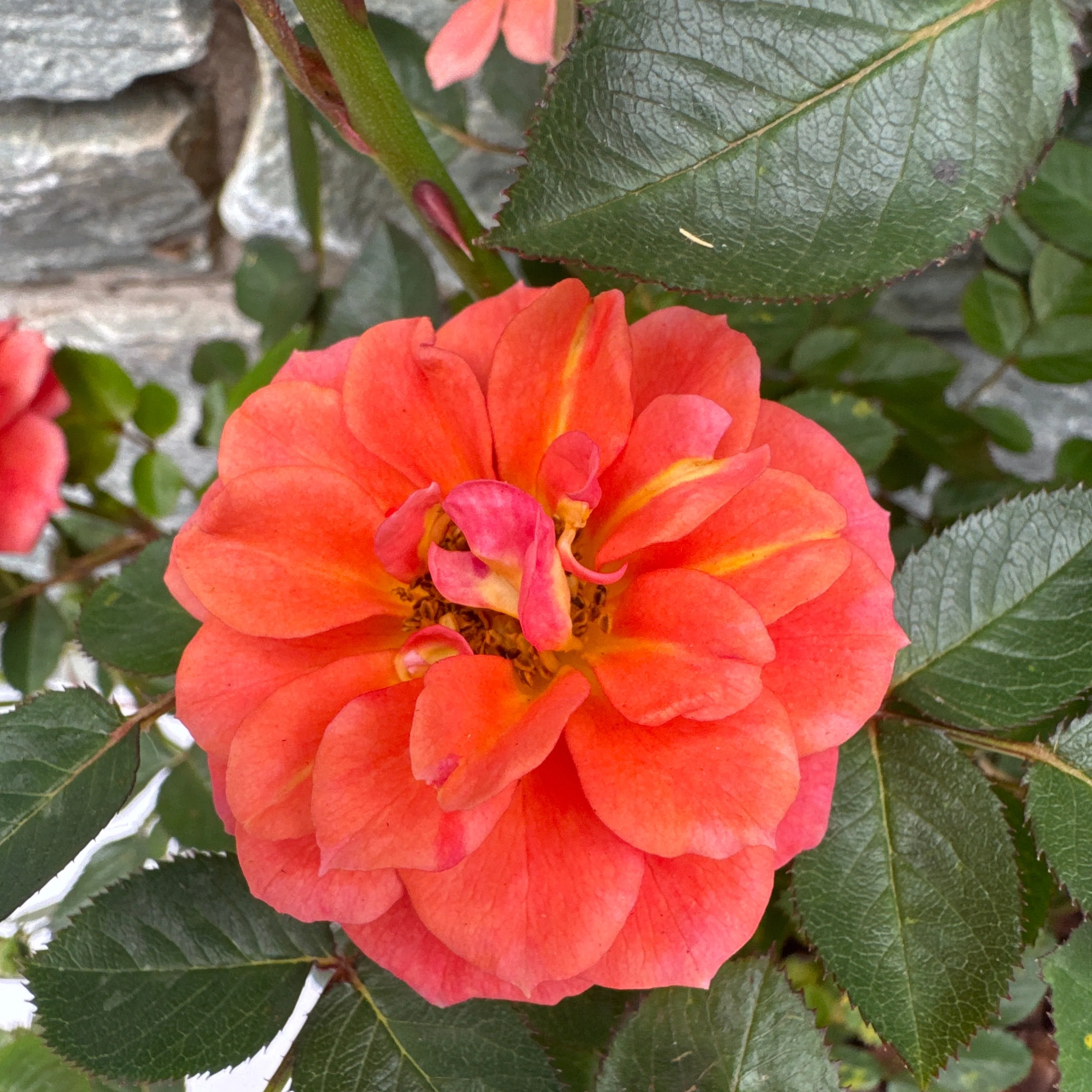 ROSA Graceful Cover - Image 2