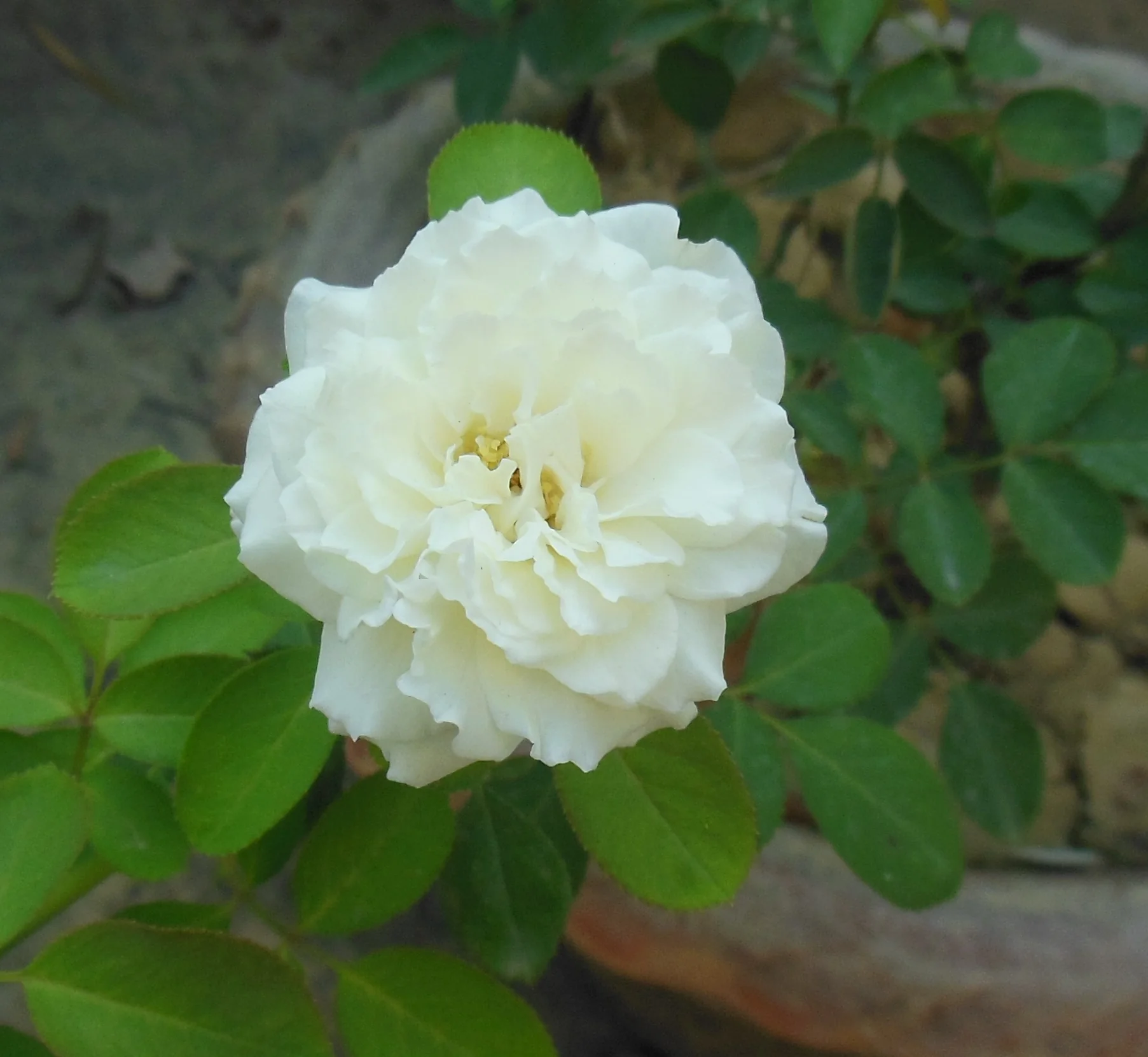 ROSA H Silver 25th Anniversary Floribunda