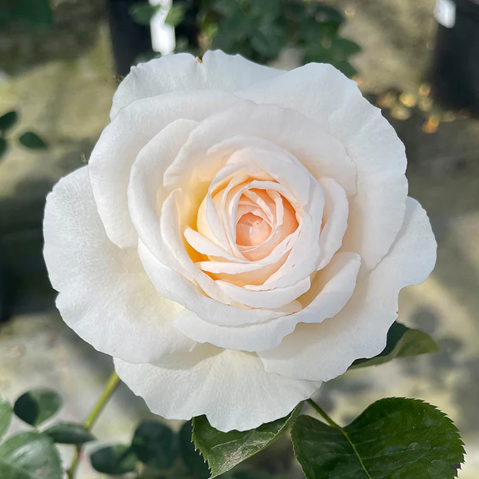 ROSA H The Birthday Rose Floribunda