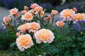 ROSA H Well Being Shrub