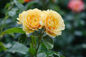 ROSA H Well Being Shrub - Image 2