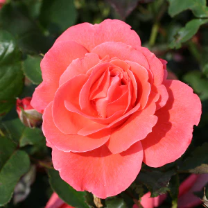 ROSA HAPPY ANNIVERSARY