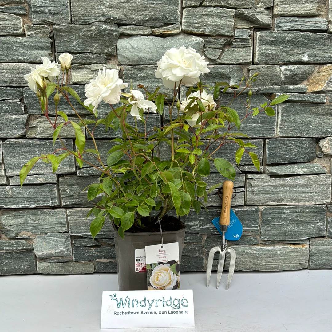 Rosa Iceberg 4.5L - Image 2
