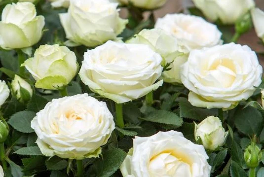Rosa Infinity white