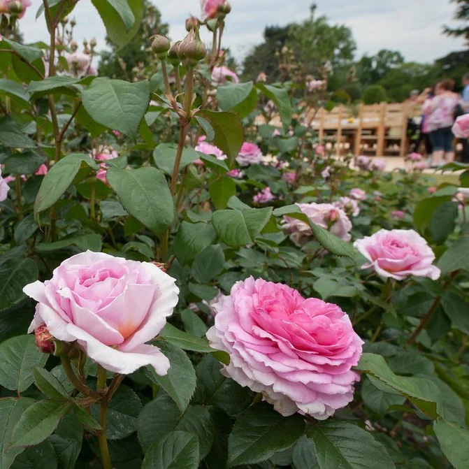 Rosa 'James Galway' - Image 2